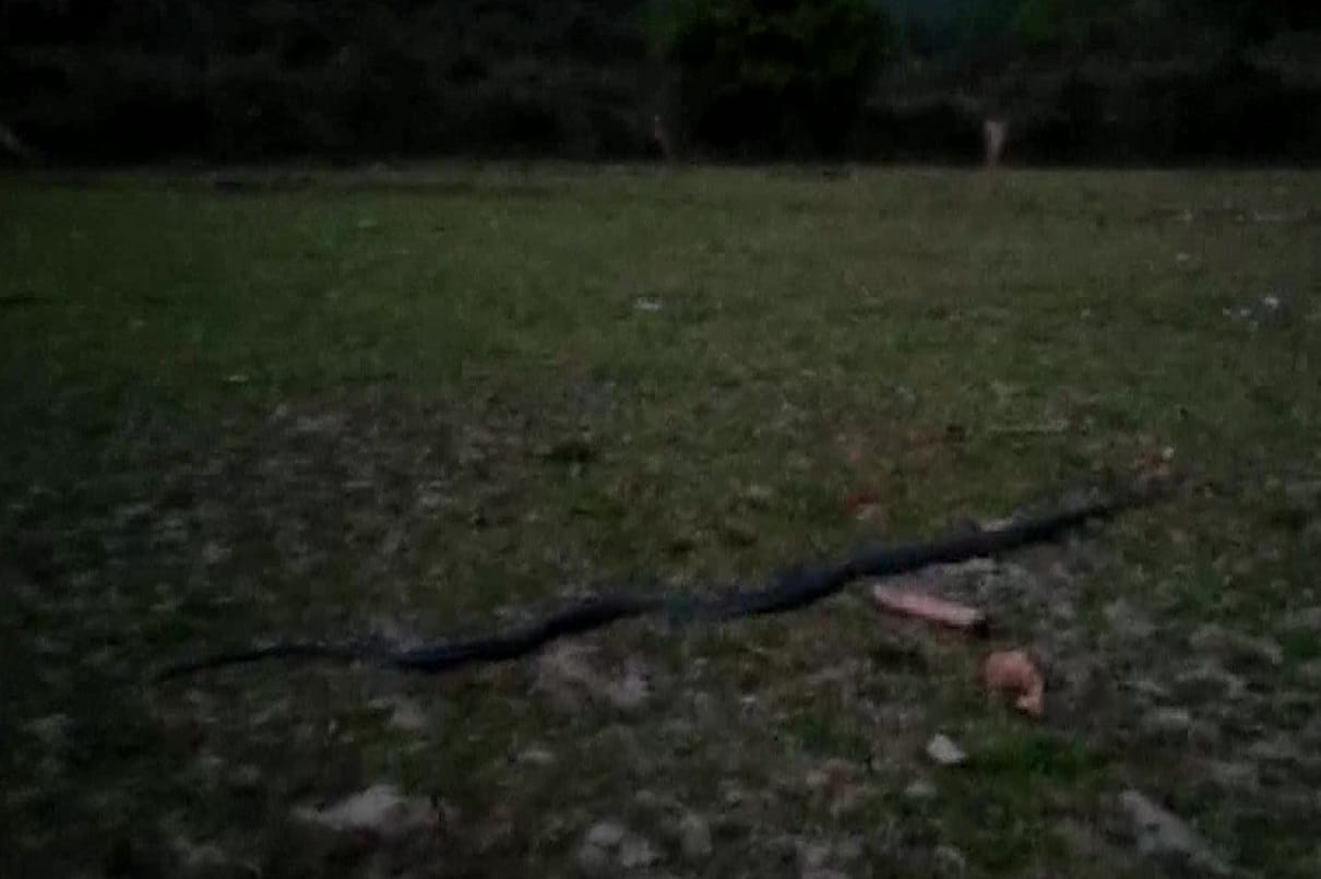 King Cobra was rescued at a tea estate in Nagaon in assam