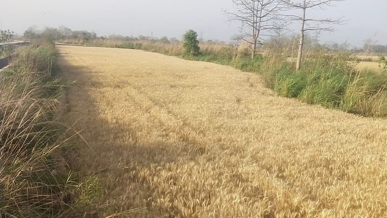 Crop on SIDKUL's land