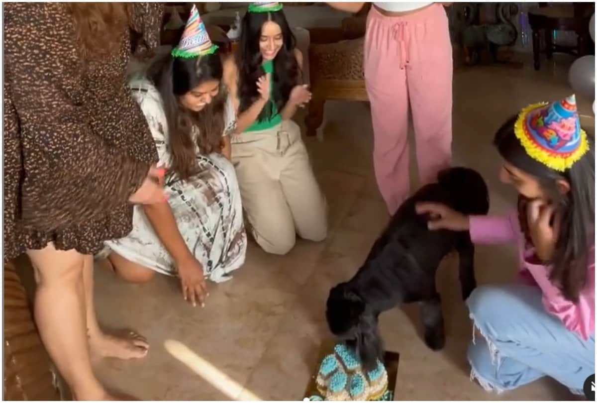 Shraddha Kapoor Organise Birthday Party For Her Pet Dog Shyloh Got Trolled On Social Media