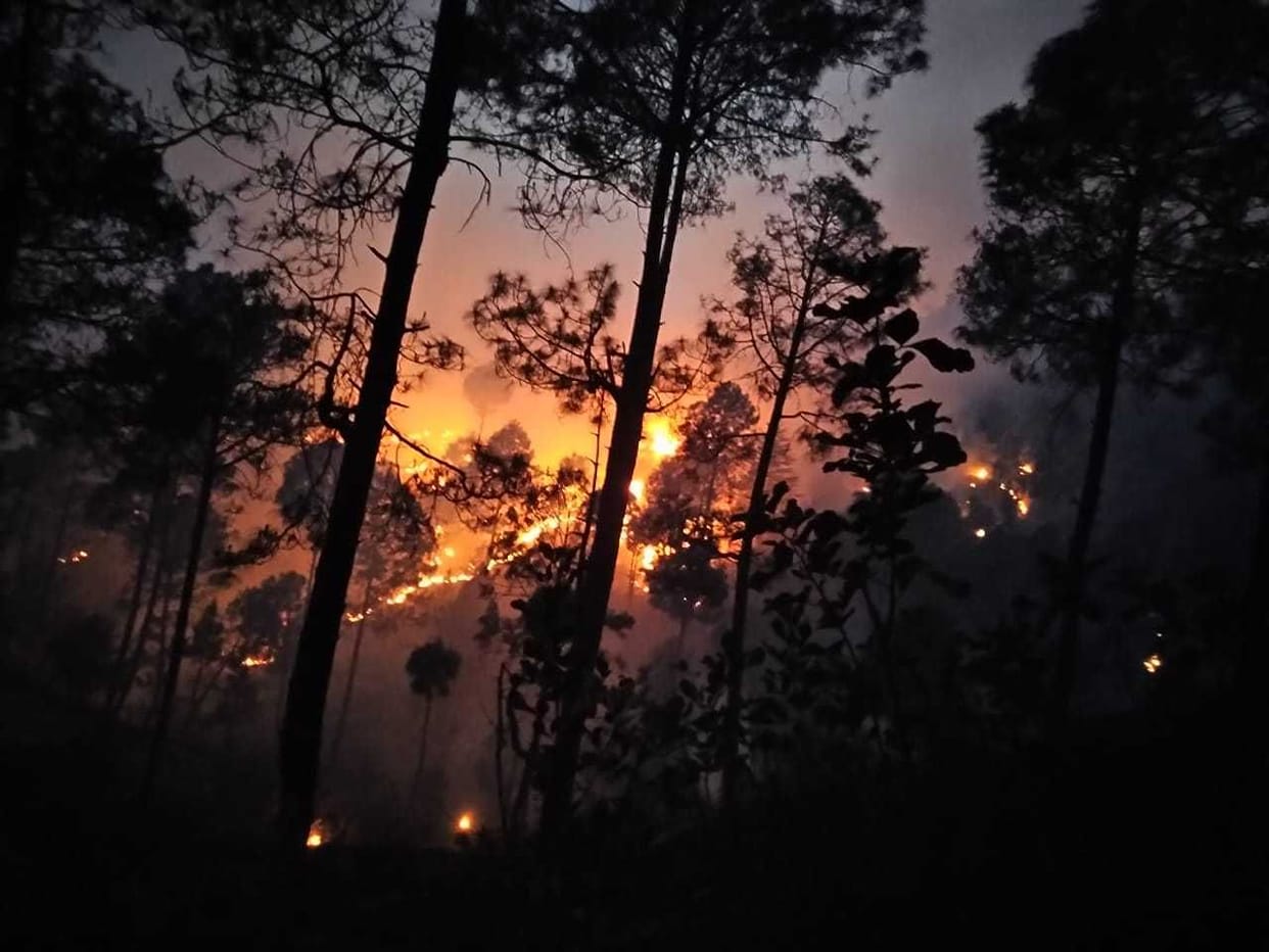 Five hectares of forest in four incidents in Champawat