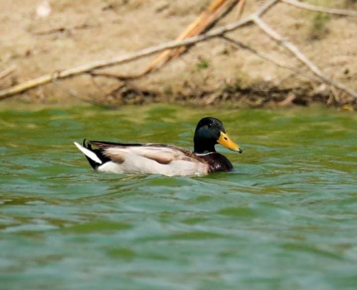 Mathura: A pair of malard ducks shown on the Jodhpur Jhala