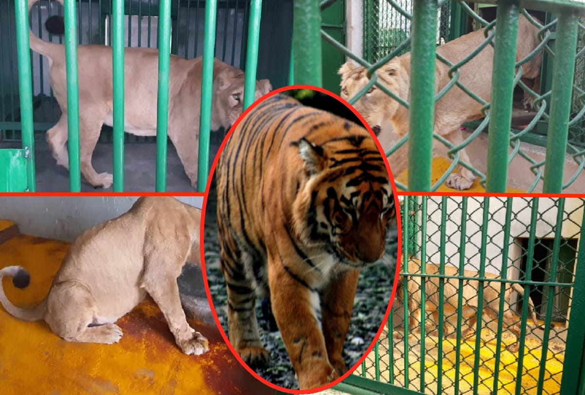 Tiger Amar coming soon in Gorakhpur Zoo