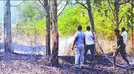 Fierce fire in the forest of old district jail