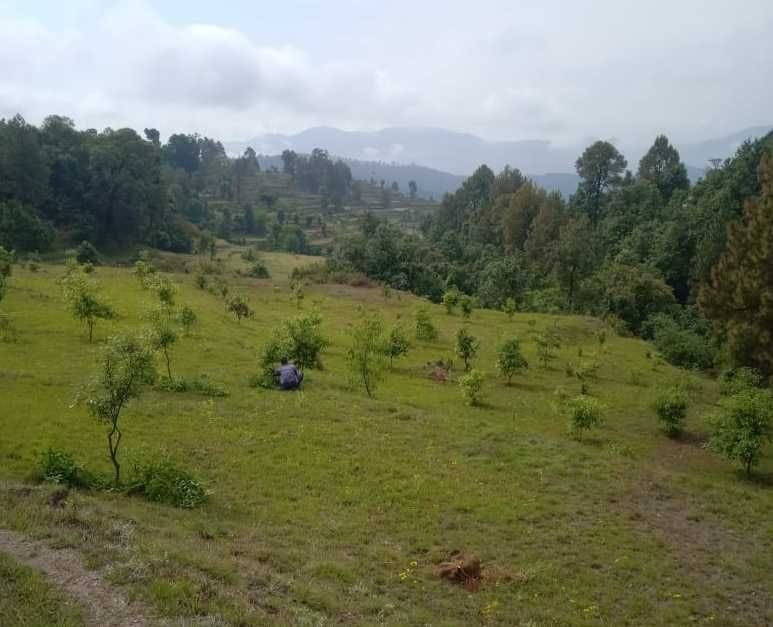 Amasari's spring is dedicated to environmental protection amidst the blazing forests