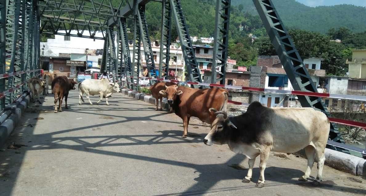Palika Goshala will send unclaimed animals roaming in the city