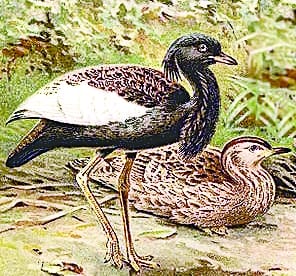 Pride of Dudhwa Tiger Reserve Bengal Florican in danger