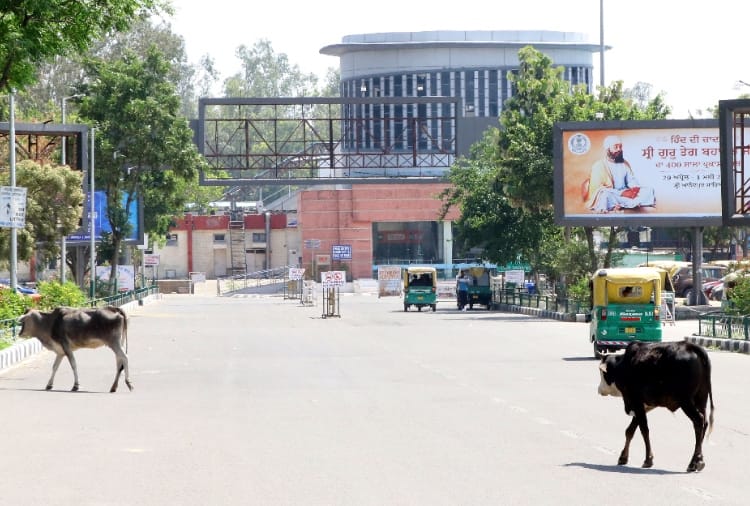  Stray Animals have roaming outside Chandigarh Railway Station