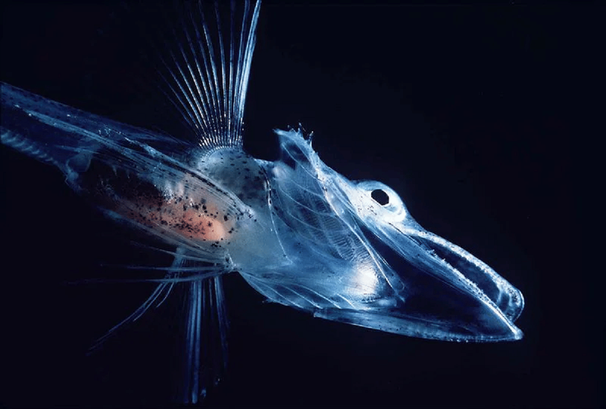 know about 5 sea creatures which are transparent like glass