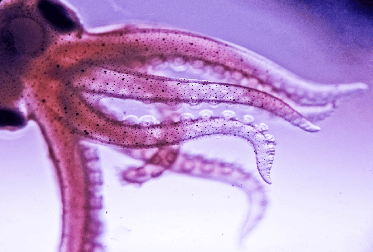 Curious Facts About Octopuses it have three hearts with blue blood