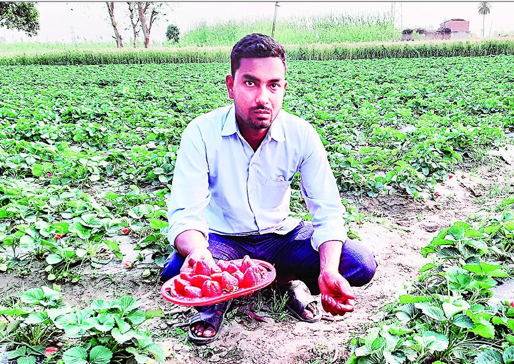 agriculture