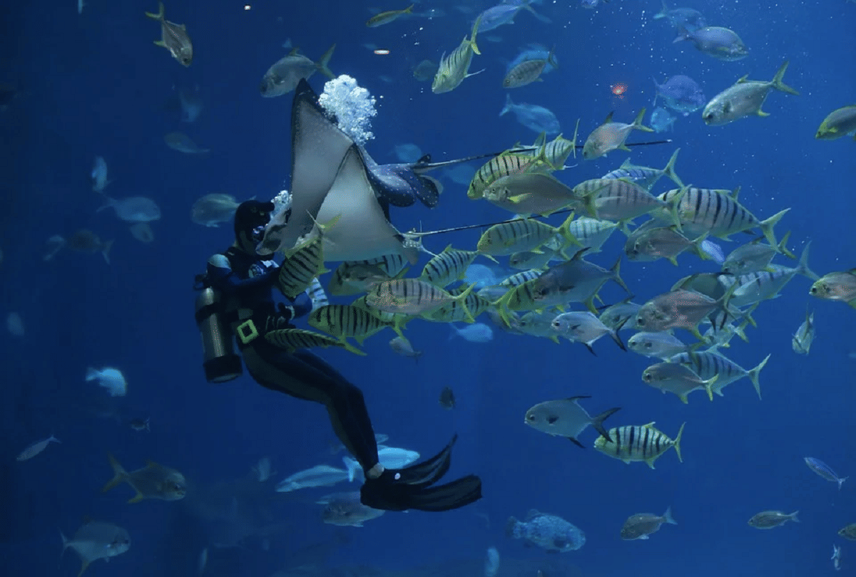 know about 5 sea creatures which are transparent like glass