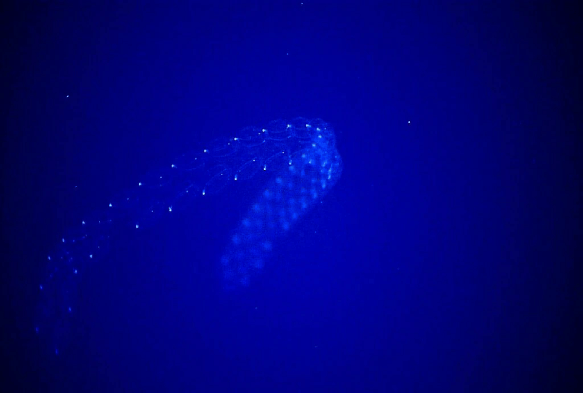 know about 5 sea creatures which are transparent like glass