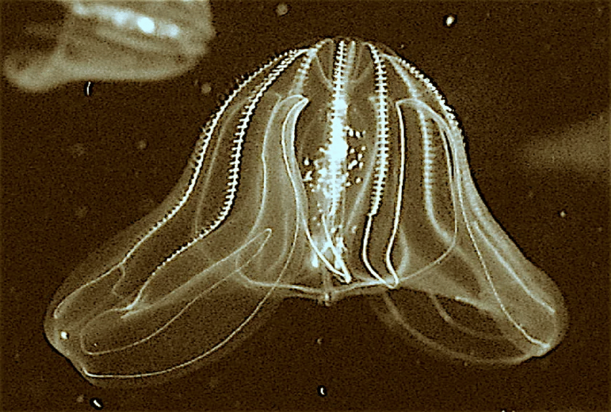 know about 5 sea creatures which are transparent like glass
