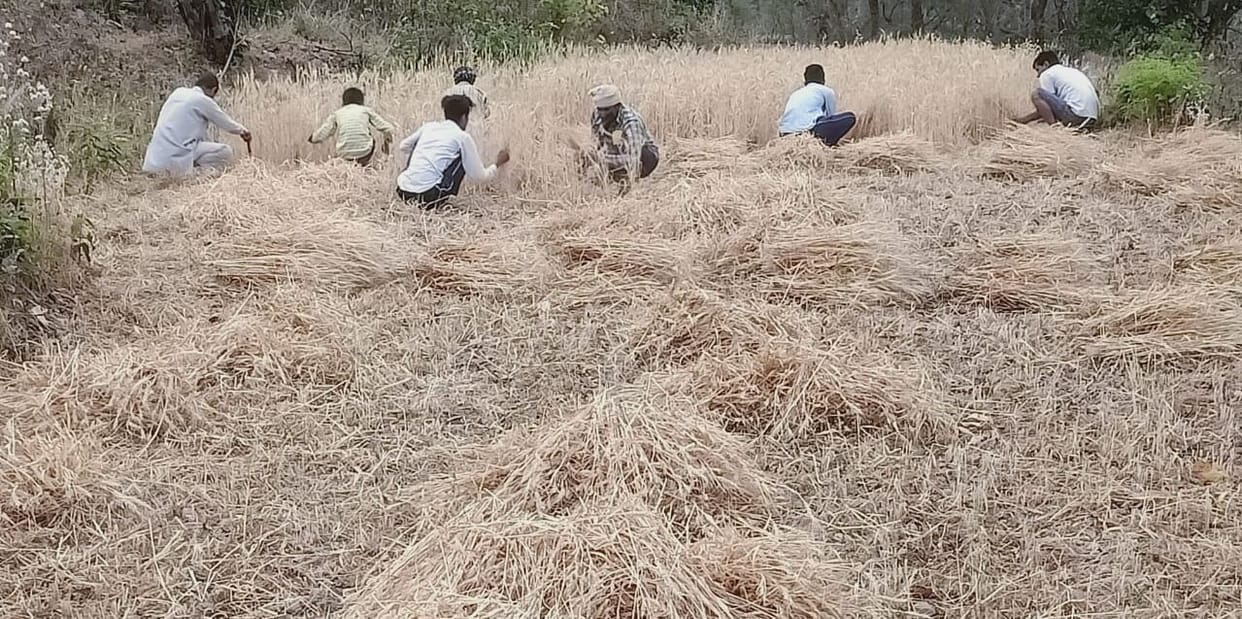 Forecast of rain, threat to cut crop
