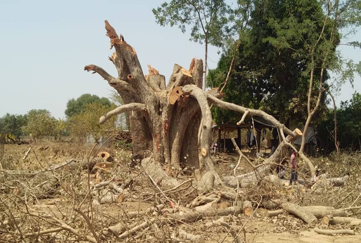 Exclusive: issue of More than two lakh trees cut for the diamond mine