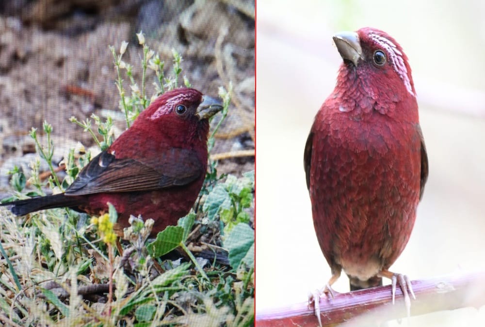 Nainital News: Rare Vinaceous Rosefinch Bird Photo Captured in Nainital First Time in India