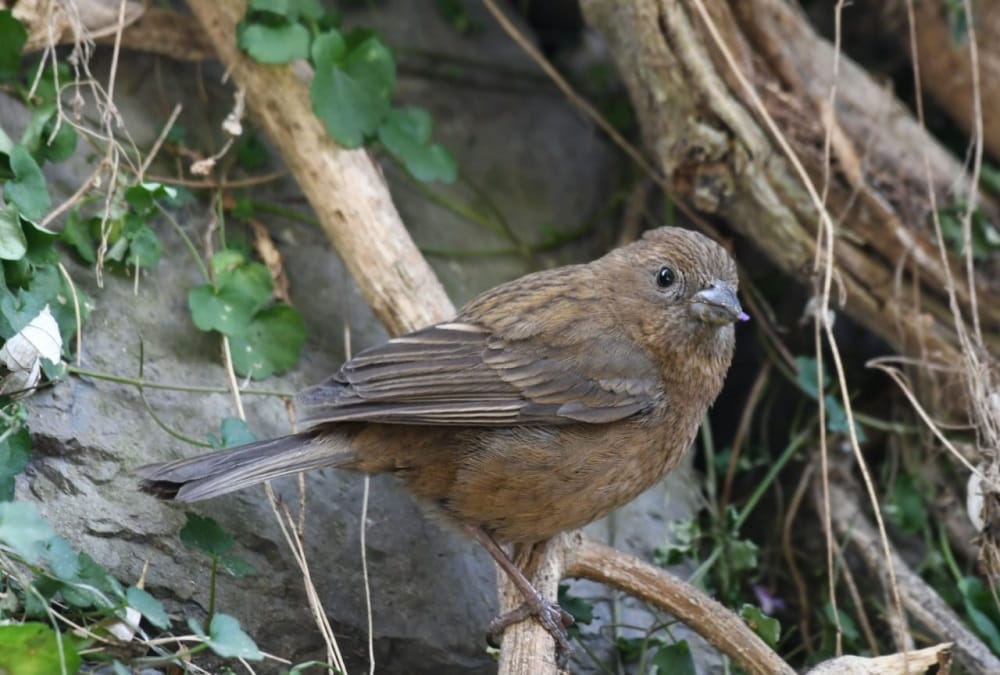 Nainital News: Rare Vinaceous Rosefinch Bird Photo Captured in Nainital First Time in India