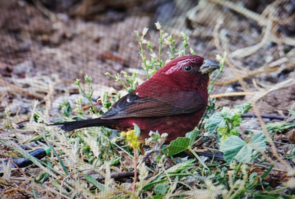 Nainital News: Rare Vinaceous Rosefinch Bird Photo Captured in Nainital First Time in India
