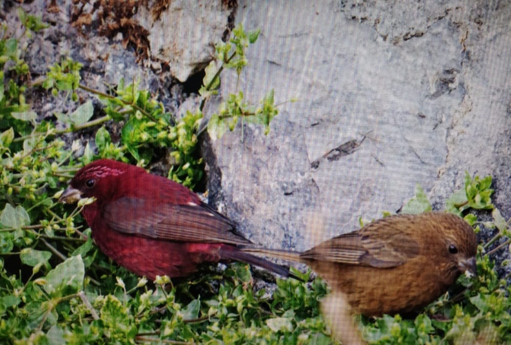 Nainital News: Rare Vinaceous Rosefinch Bird Photo Captured in Nainital First Time in India