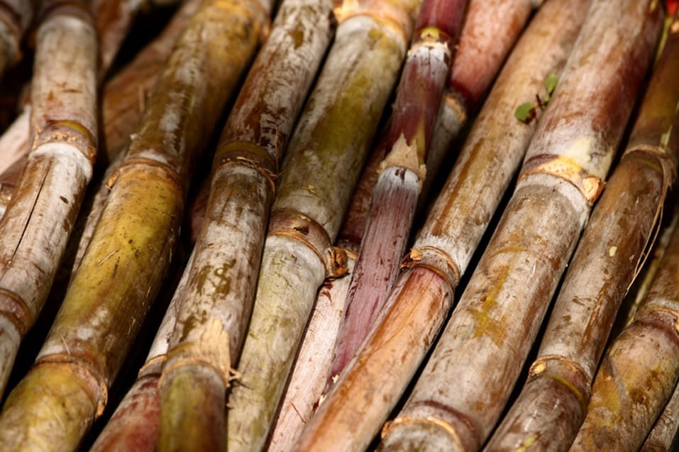 sugar cane payment