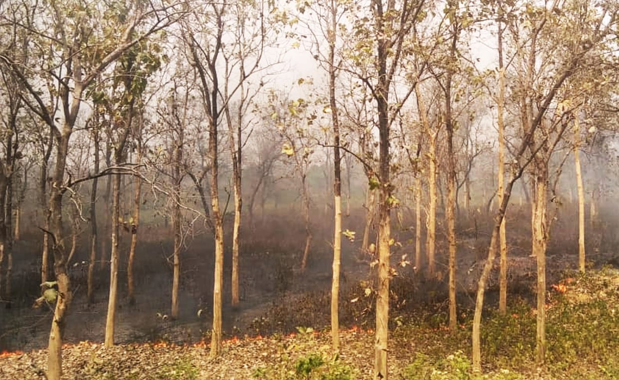 Khairman Southern Beet Wildfire