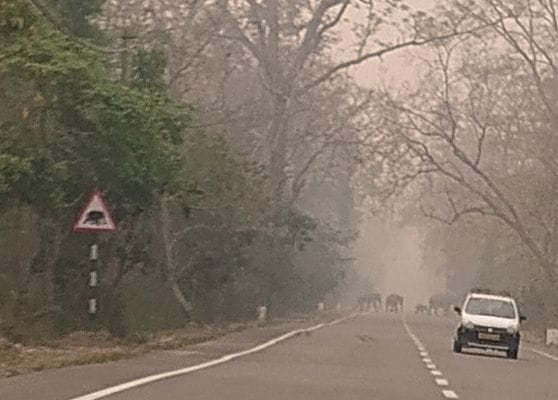 The elephant herd crossing the road near Kiroda Bridge stopped the road