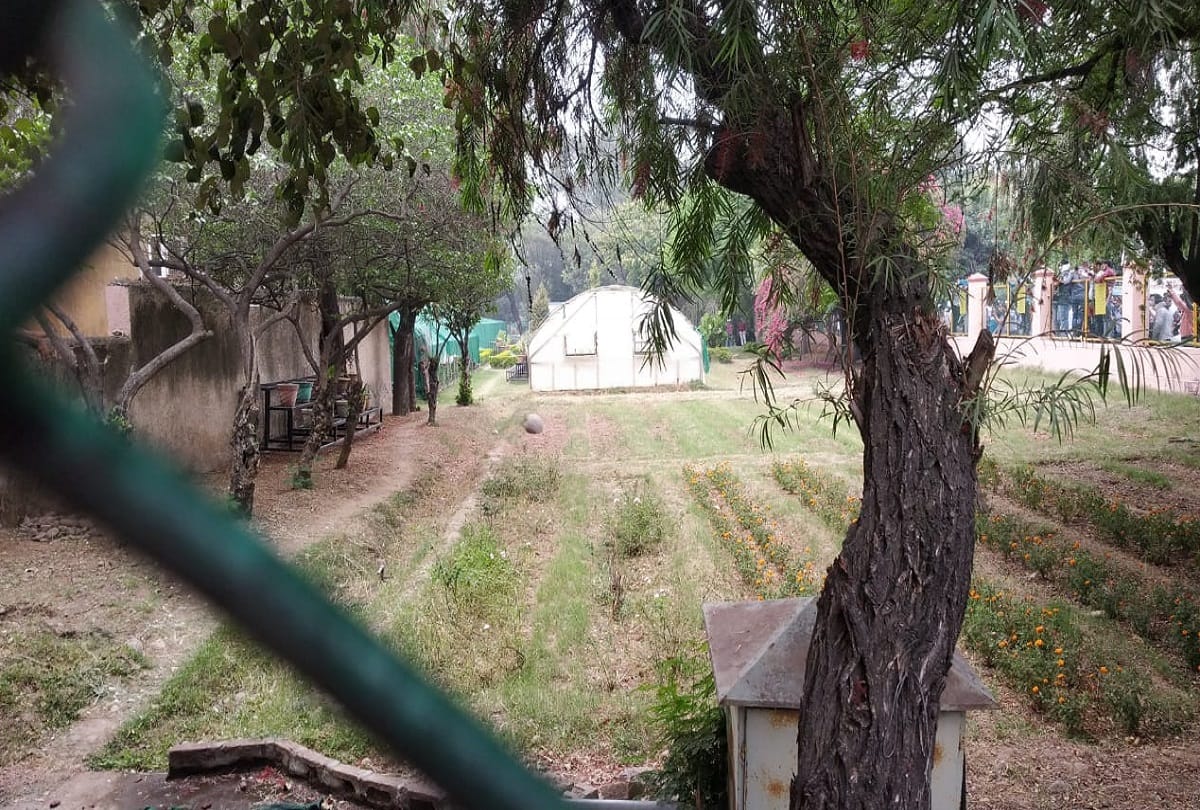 leopard in green belt park of jammu gandhi nagar area