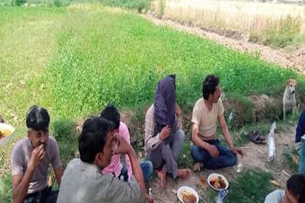 Panchayat elections intensified, davat  starts, liquor party being given in fields