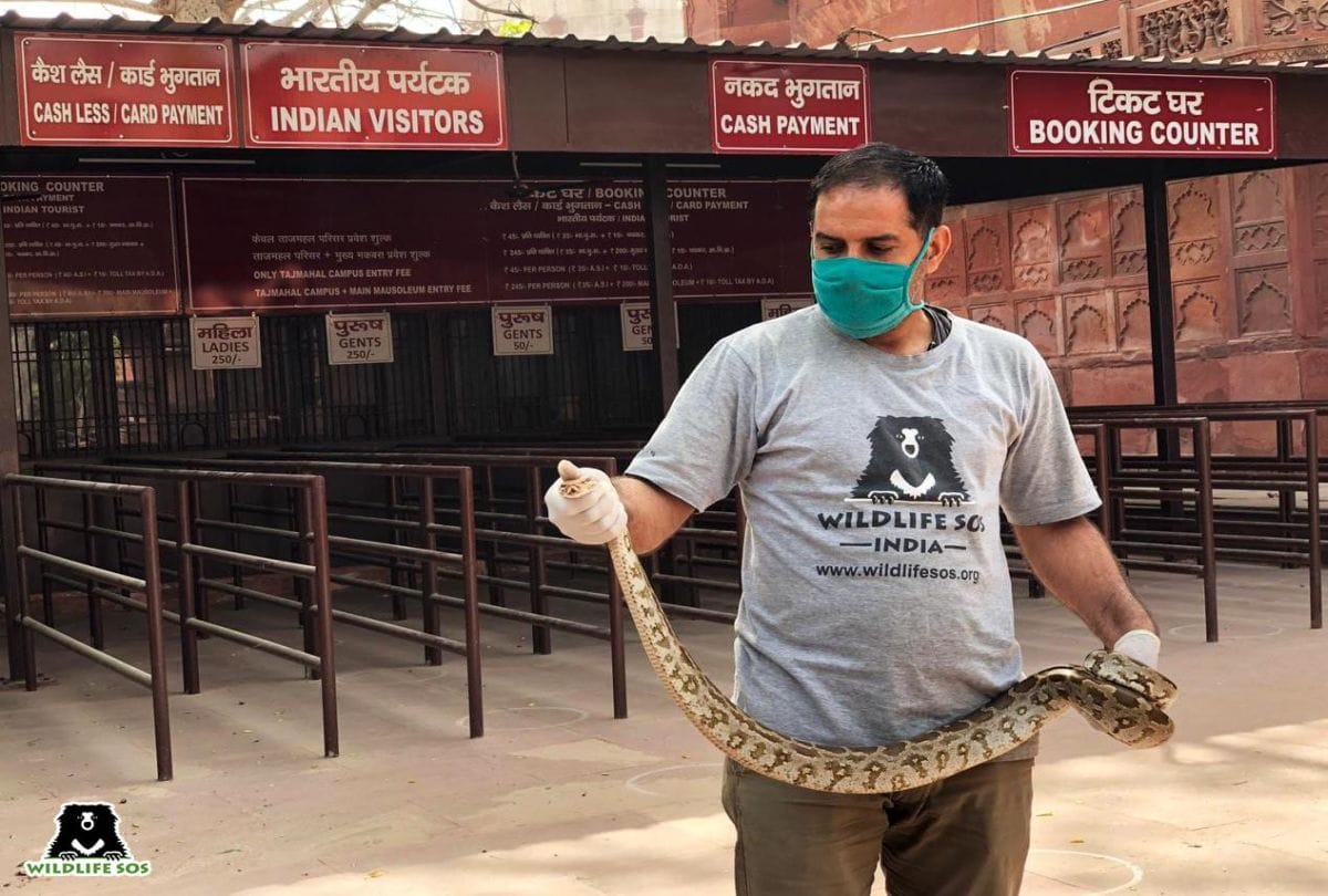 Python Rescue From Taj Mahal Ticket Counter