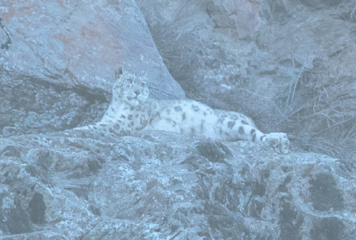 Snow leopard population increased in Uttarakhand 2022 Forest Minister congratulated employees of department