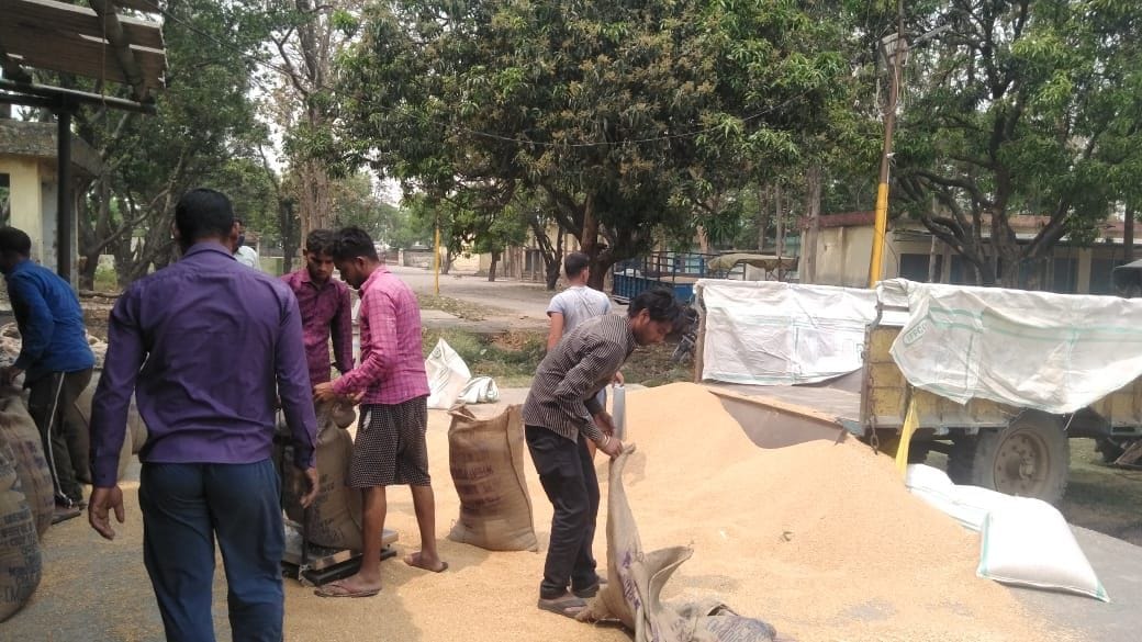 Wheat purchasing in Khatima.