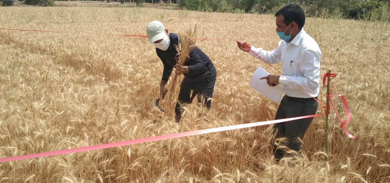 DM stops sickle, cut harvests wheat