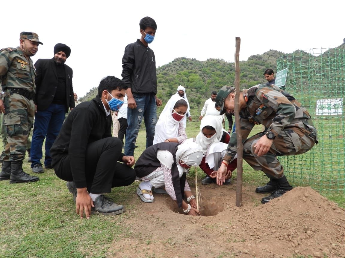 tree plantation