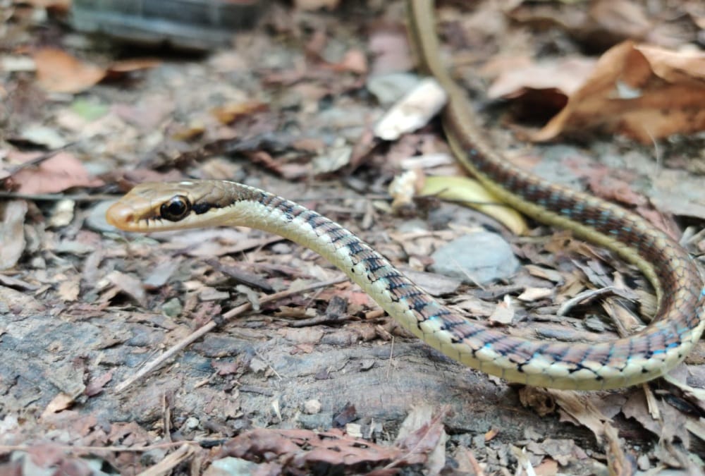 Dehradun News: Rare Bronzeback Tree Snake Rescue who Found Near FRI photos
