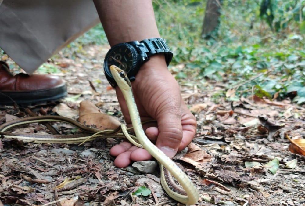 Dehradun News: Rare Bronzeback Tree Snake Rescue who Found Near FRI photos