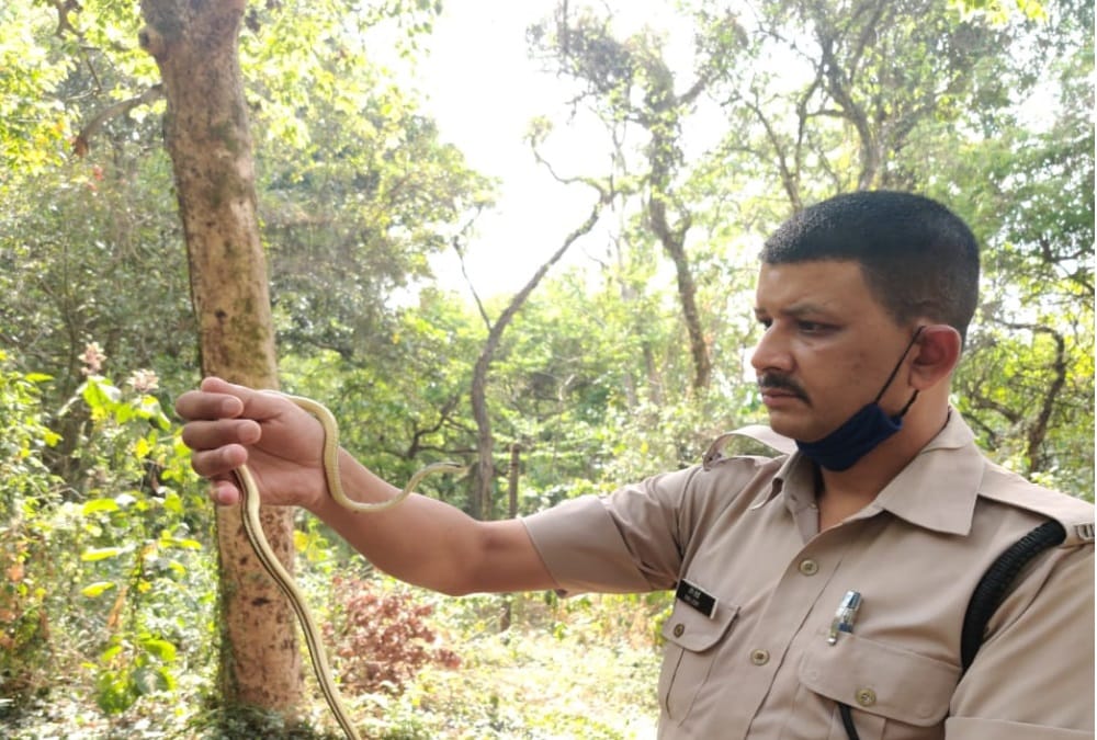Dehradun News: Rare Bronzeback Tree Snake Rescue who Found Near FRI photos