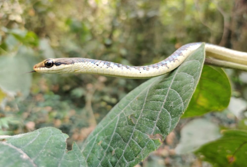 Dehradun News: Rare Bronzeback Tree Snake Rescue who Found Near FRI photos