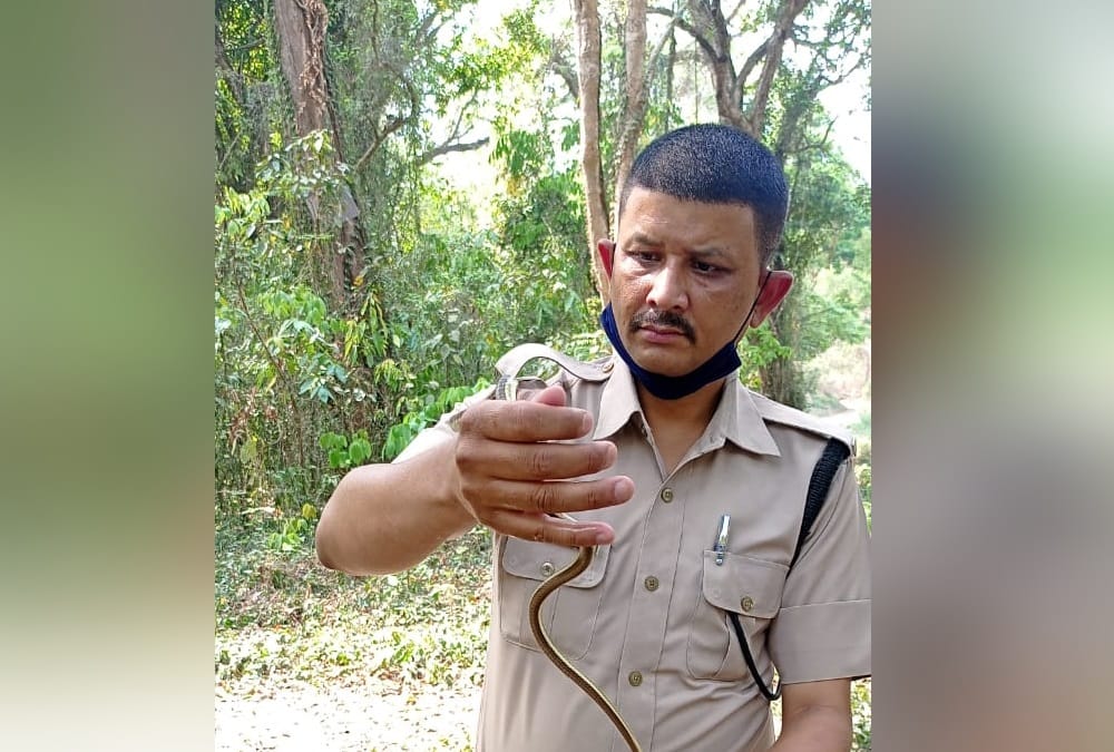 Dehradun News: Rare Bronzeback Tree Snake Rescue who Found Near FRI photos