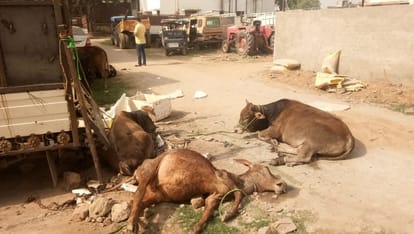 Three animal smugglers jumped into Karmnasha river due to fear of police in chandauli