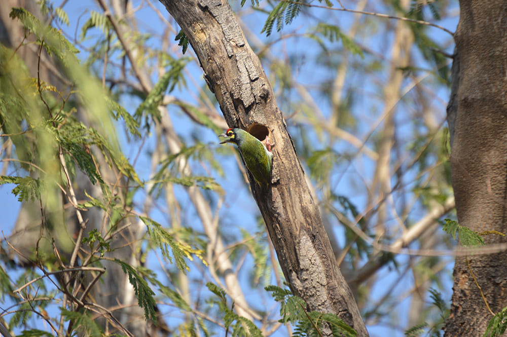 interesting facts about coppersmith barbet in hindi