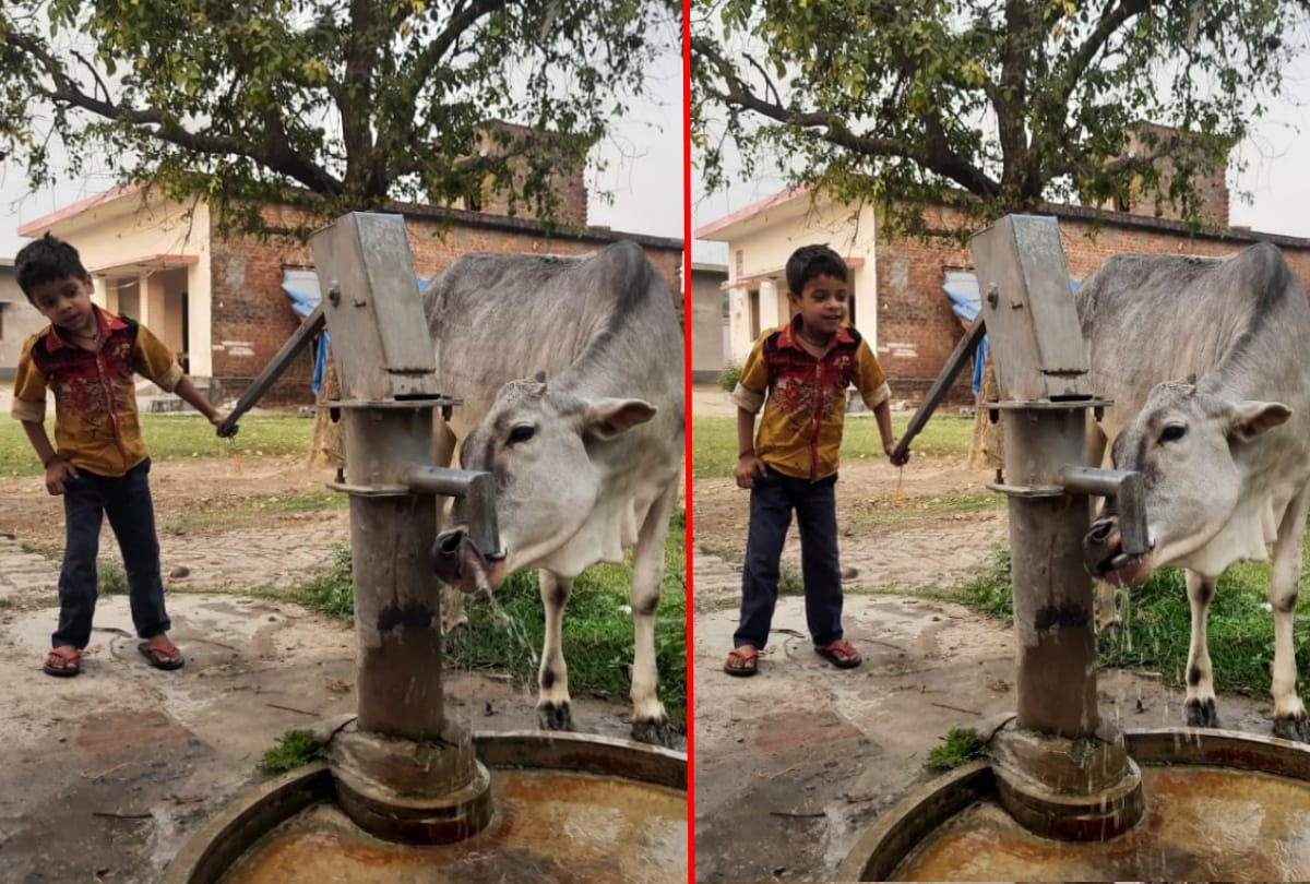 six year old child video viral on social media after Quench thirst  cow in siddharth nagar