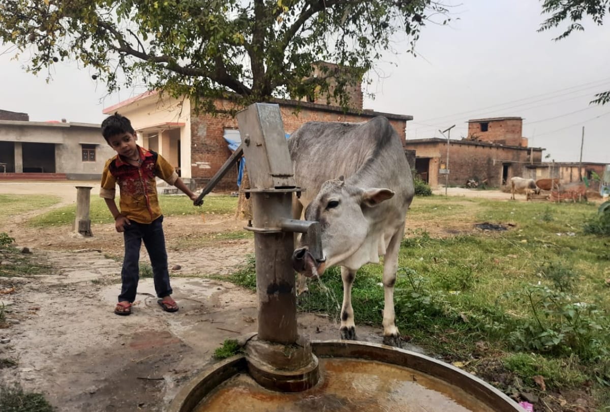 six year old child video viral on social media after Quench thirst  cow in siddharth nagar