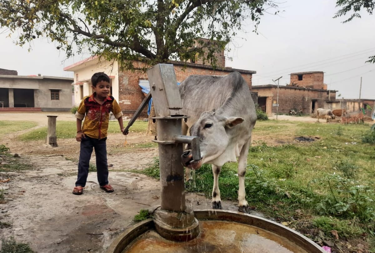 six year old child video viral on social media after Quench thirst  cow in siddharth nagar