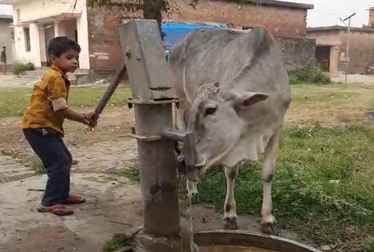 six year old child video viral on social media after Quench thirst  cow in siddharth nagar
