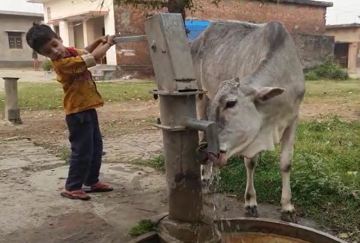 six year old child video viral on social media after Quench thirst  cow in siddharth nagar