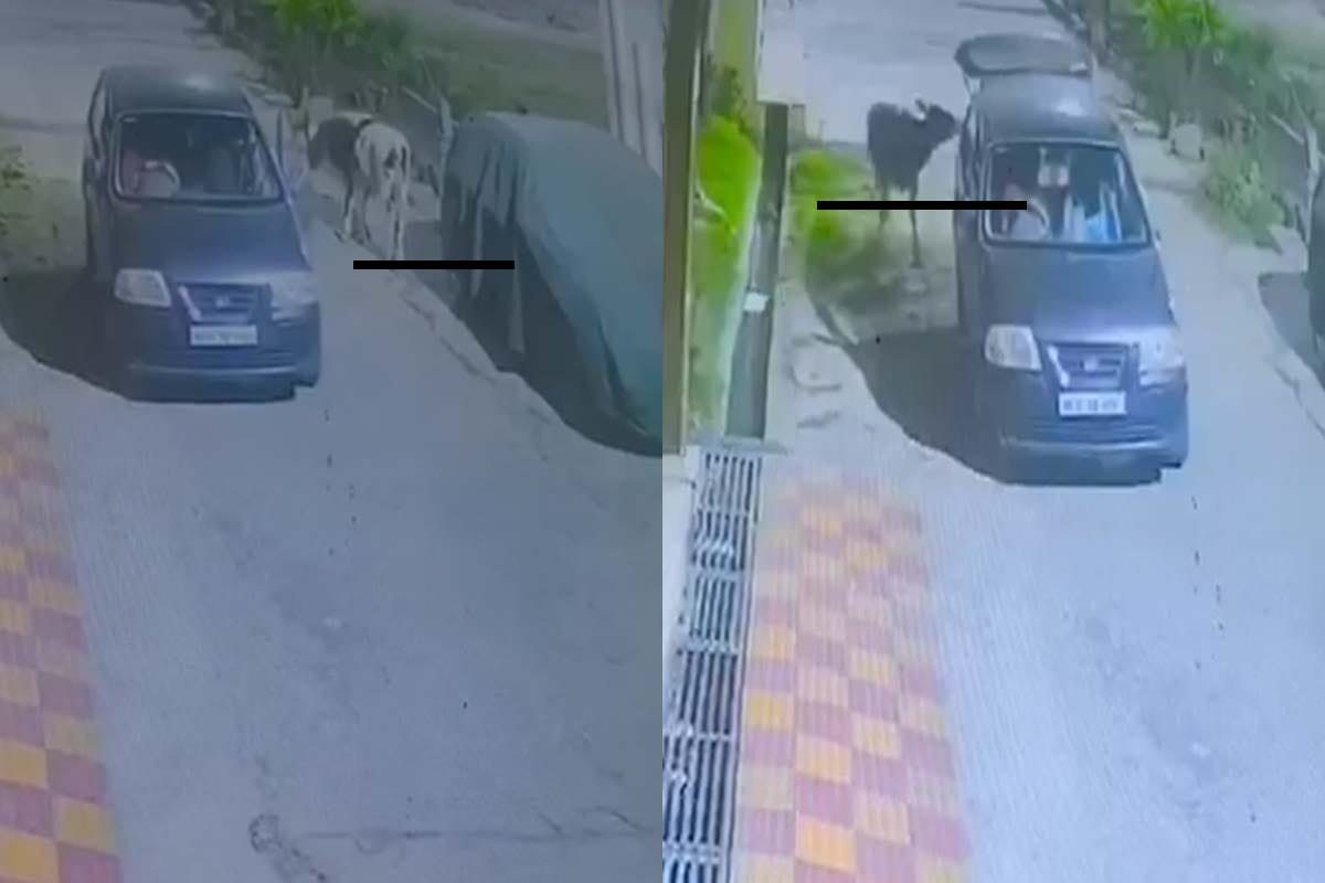Saharanpur: Car rider stolen cow by carrying in Diggi, captured in CCTV