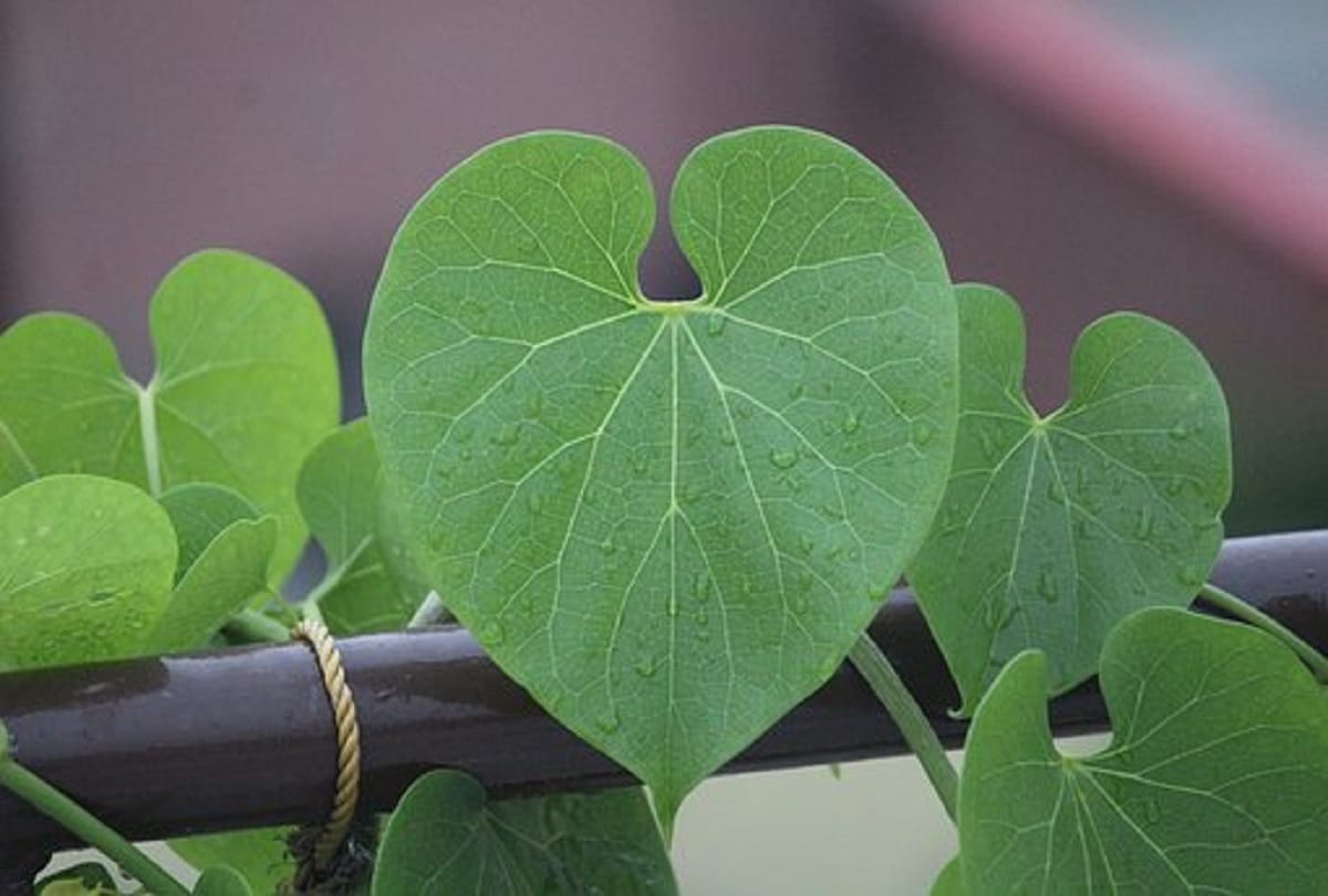 Ayush Ministry Says Relating Giloy to Liver Damage is completely Misleading