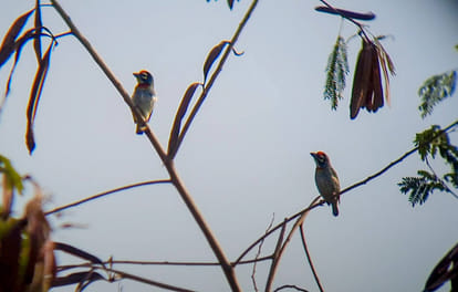 interesting facts about coppersmith barbet in hindi