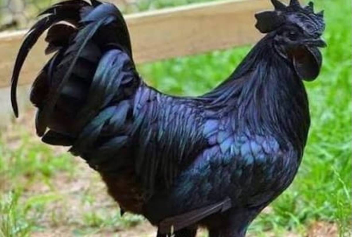 Kadaknath cock is sold up to Rs 1500 per kg know its specialty here