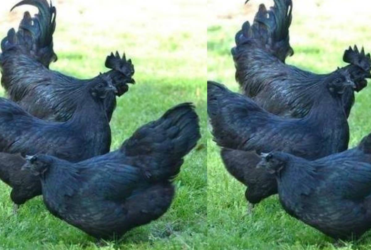 Kadaknath cock is sold up to Rs 1500 per kg know its specialty here